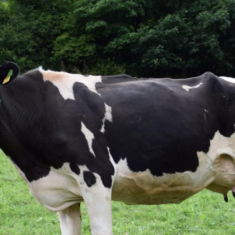 dairy cow in a field