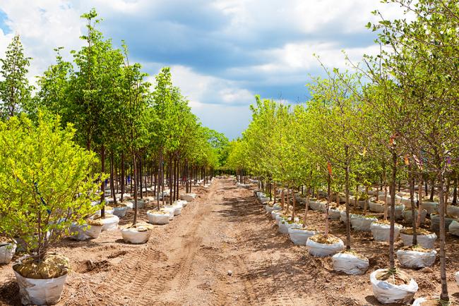 young trees at nursery