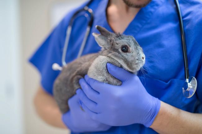 veternarian holding a rabbit
