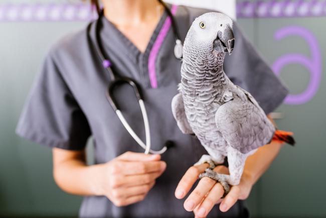 veterinarian with parrot on hand