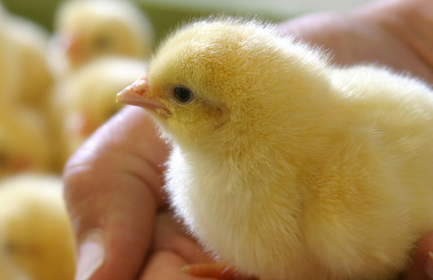 chicks