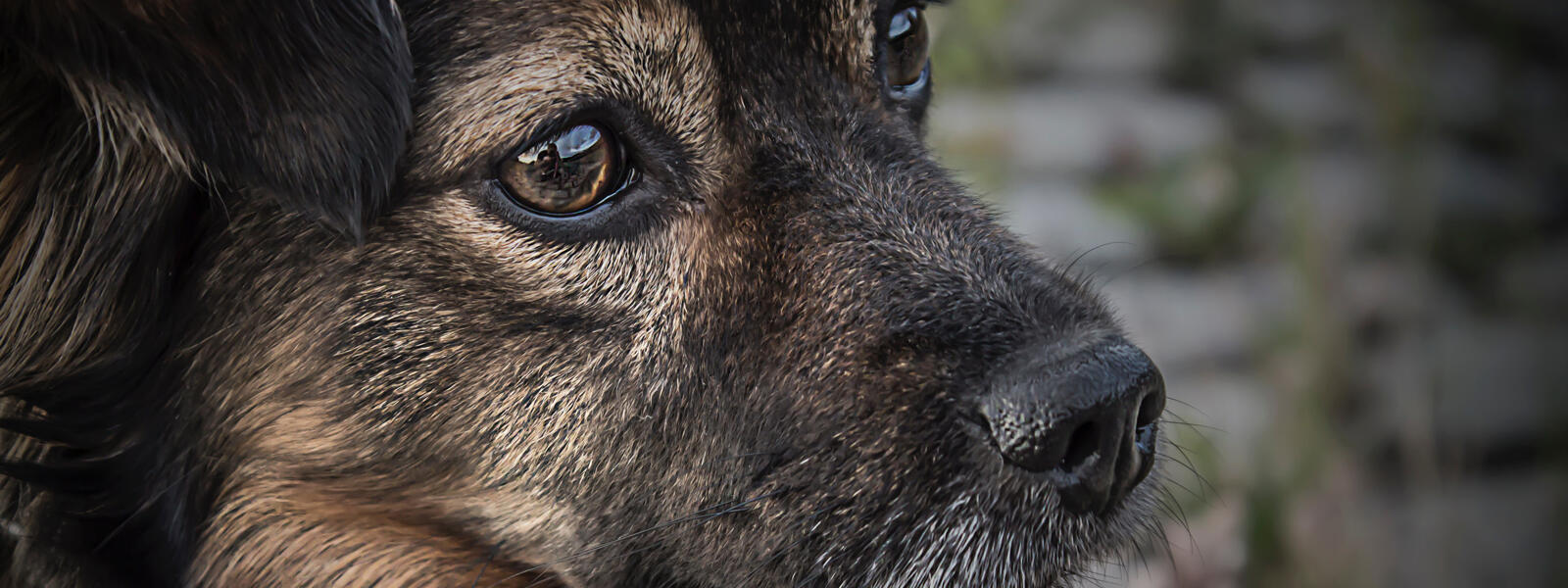 dog header