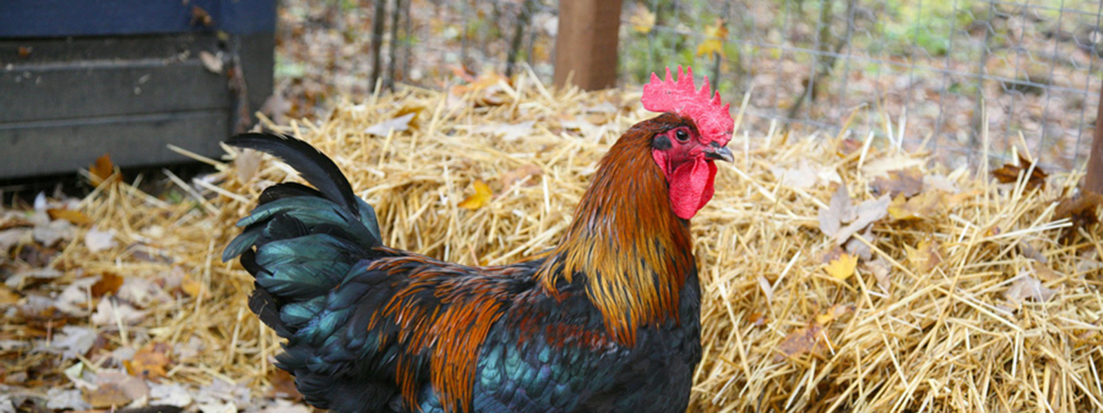chicken in coop