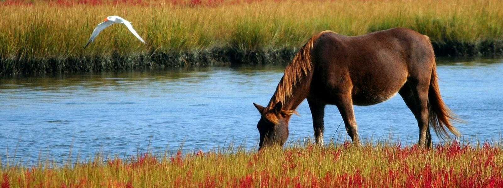 horse grazing near a river