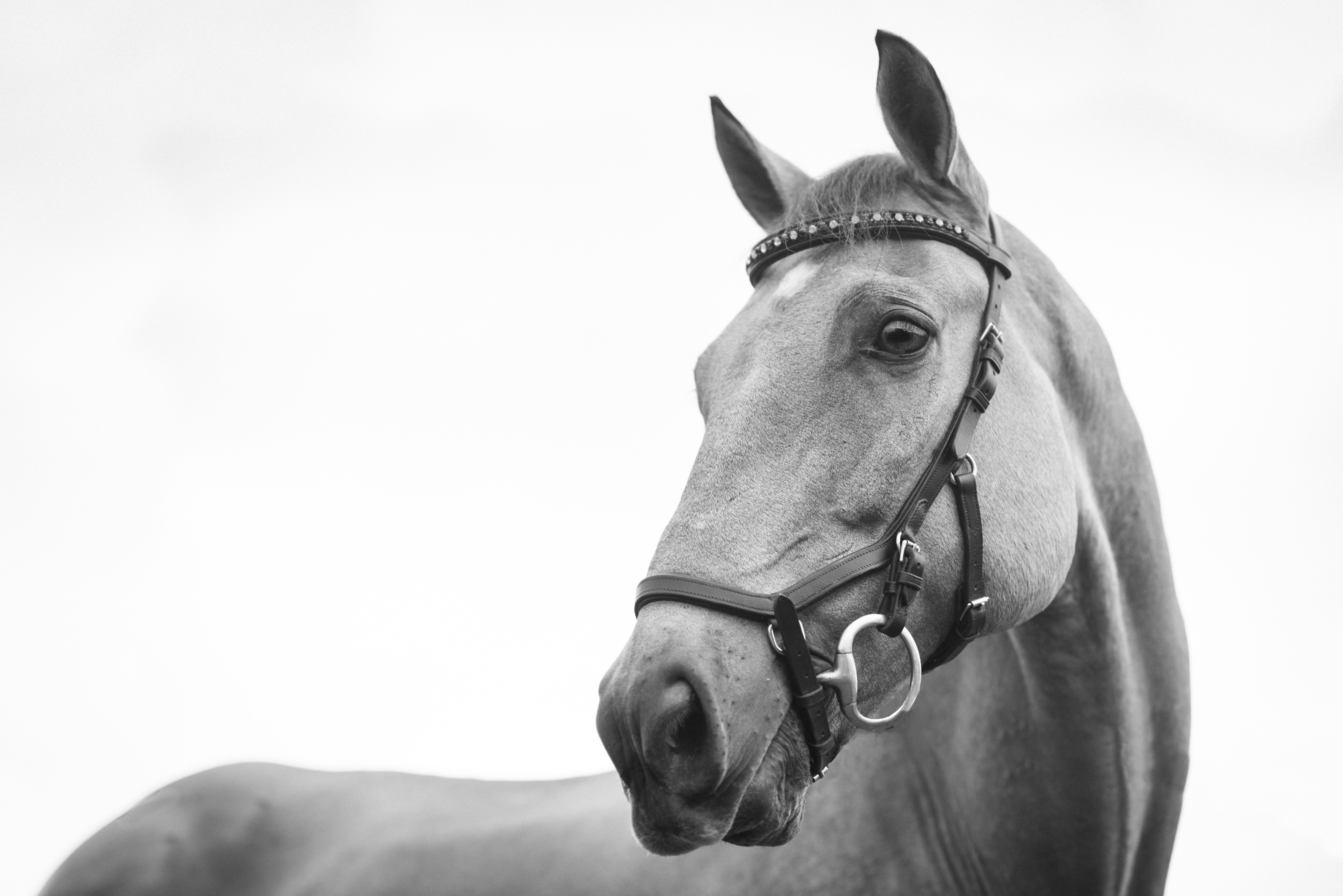 horse in black and white