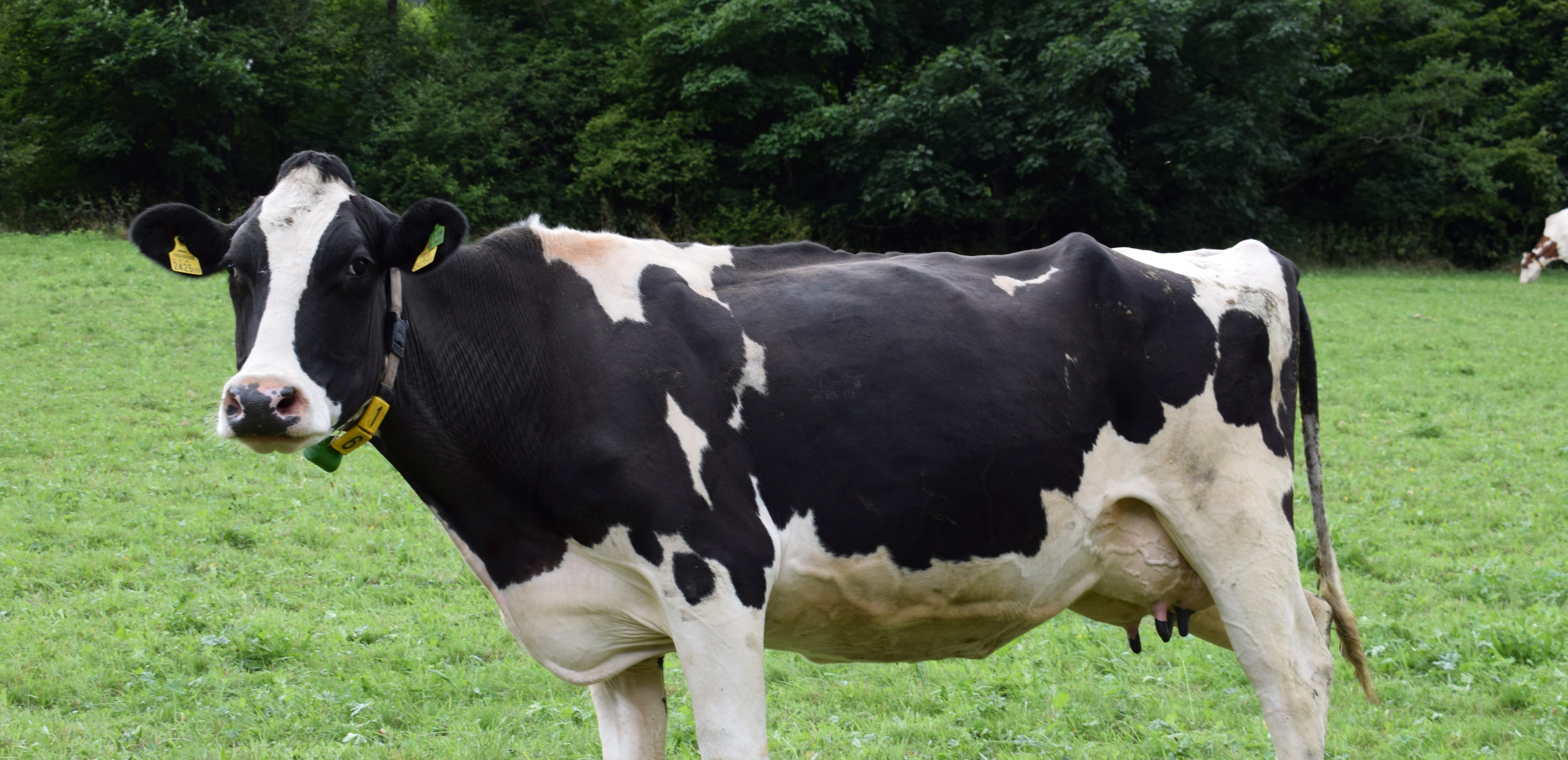 dairy cow in a field