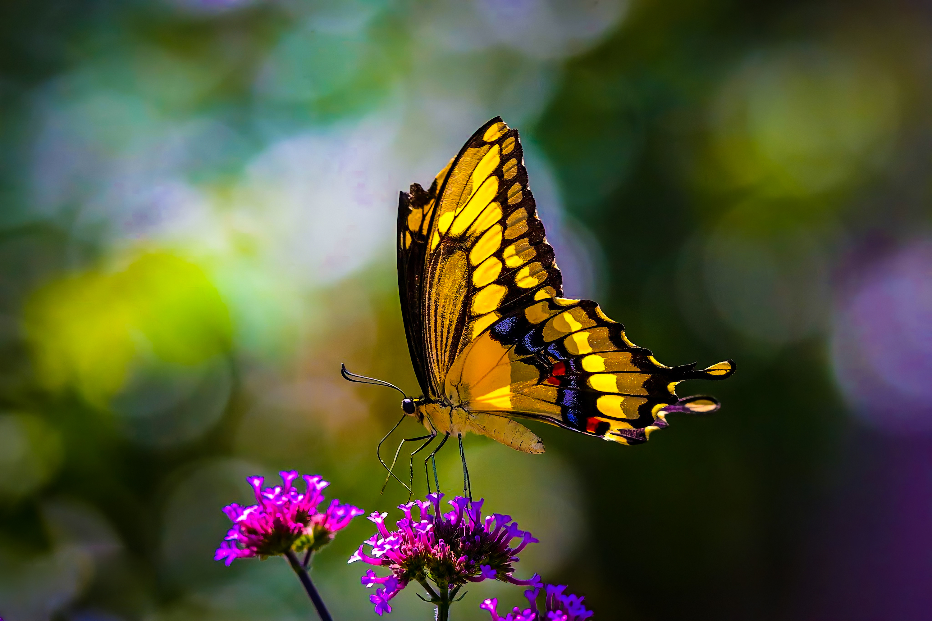 golden winged butterfly