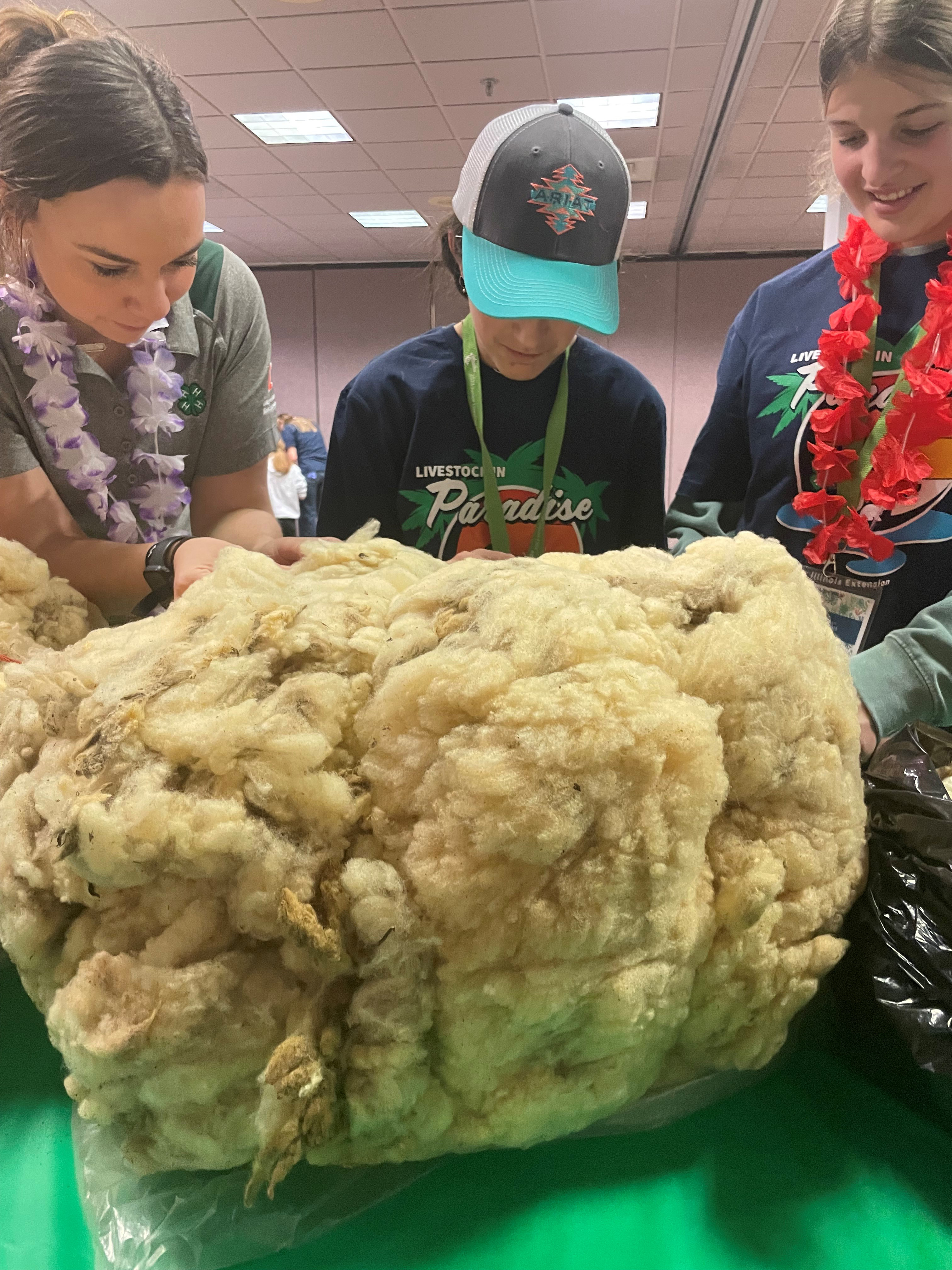 youth examine wool at the conference