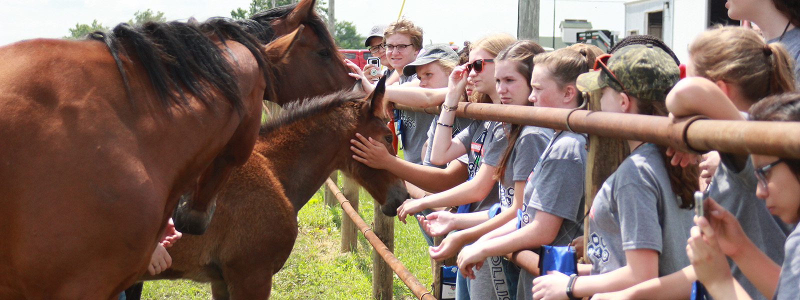 4h group with horses