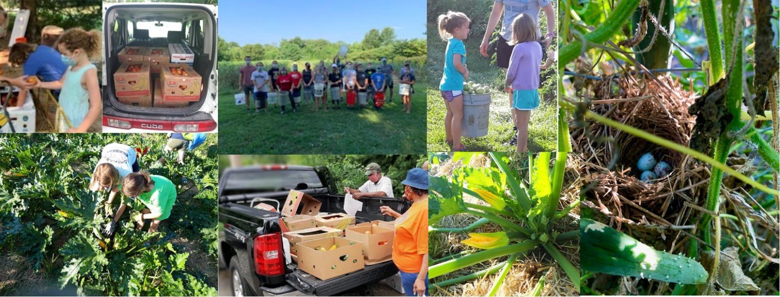 Images from Community Gardens
