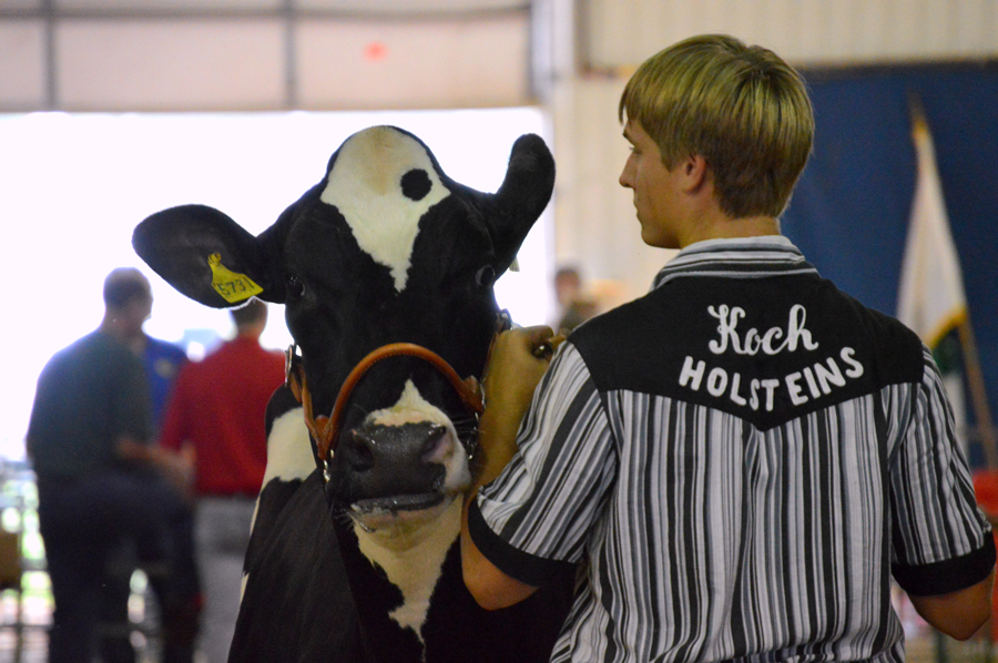 Dairy Cattle