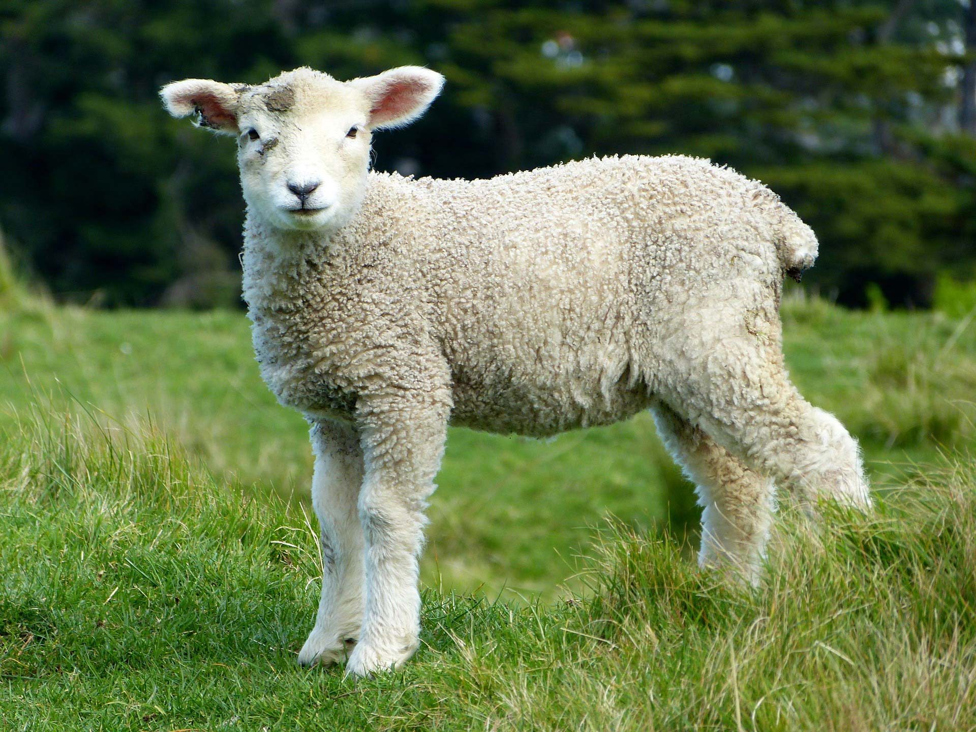 Baby sheep staring at the camera
