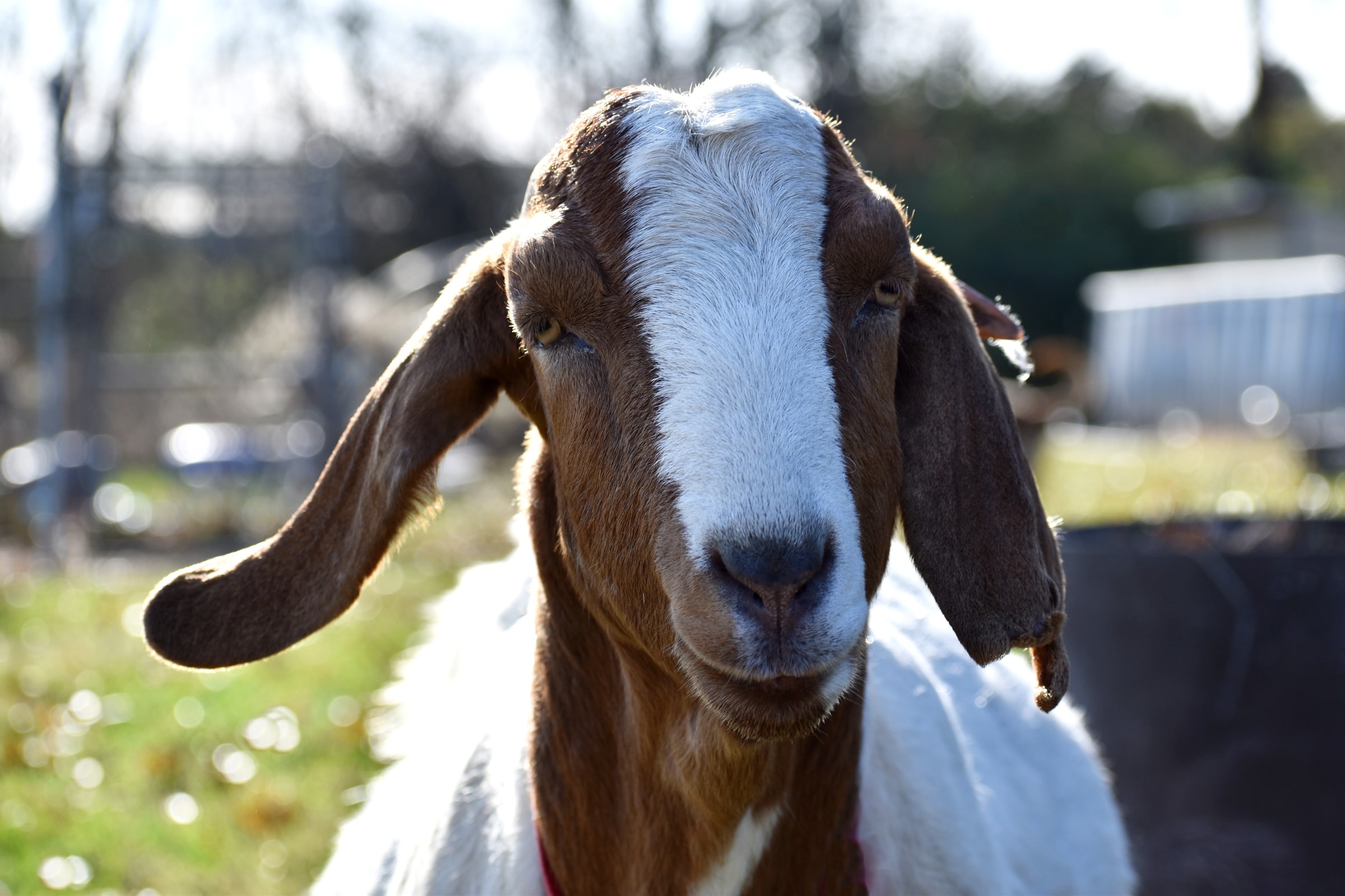 Close up of goat