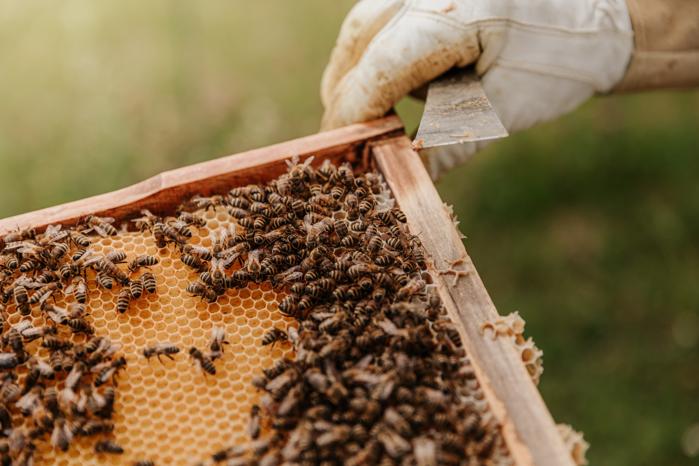 Beekeeper