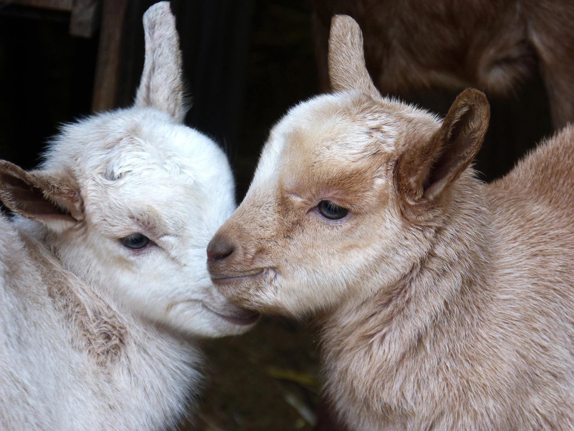 Dairy Goats