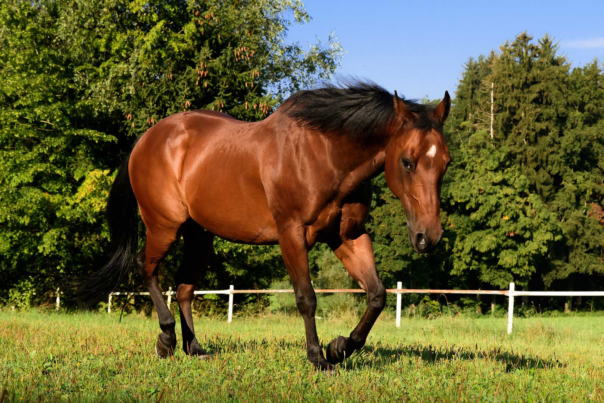 Horse in a field