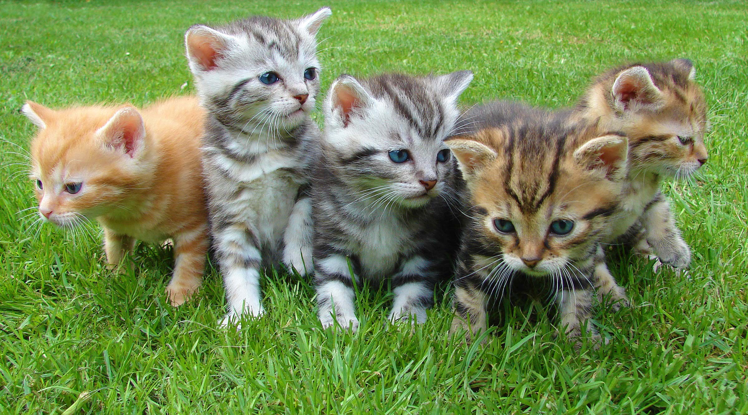 Kittens project