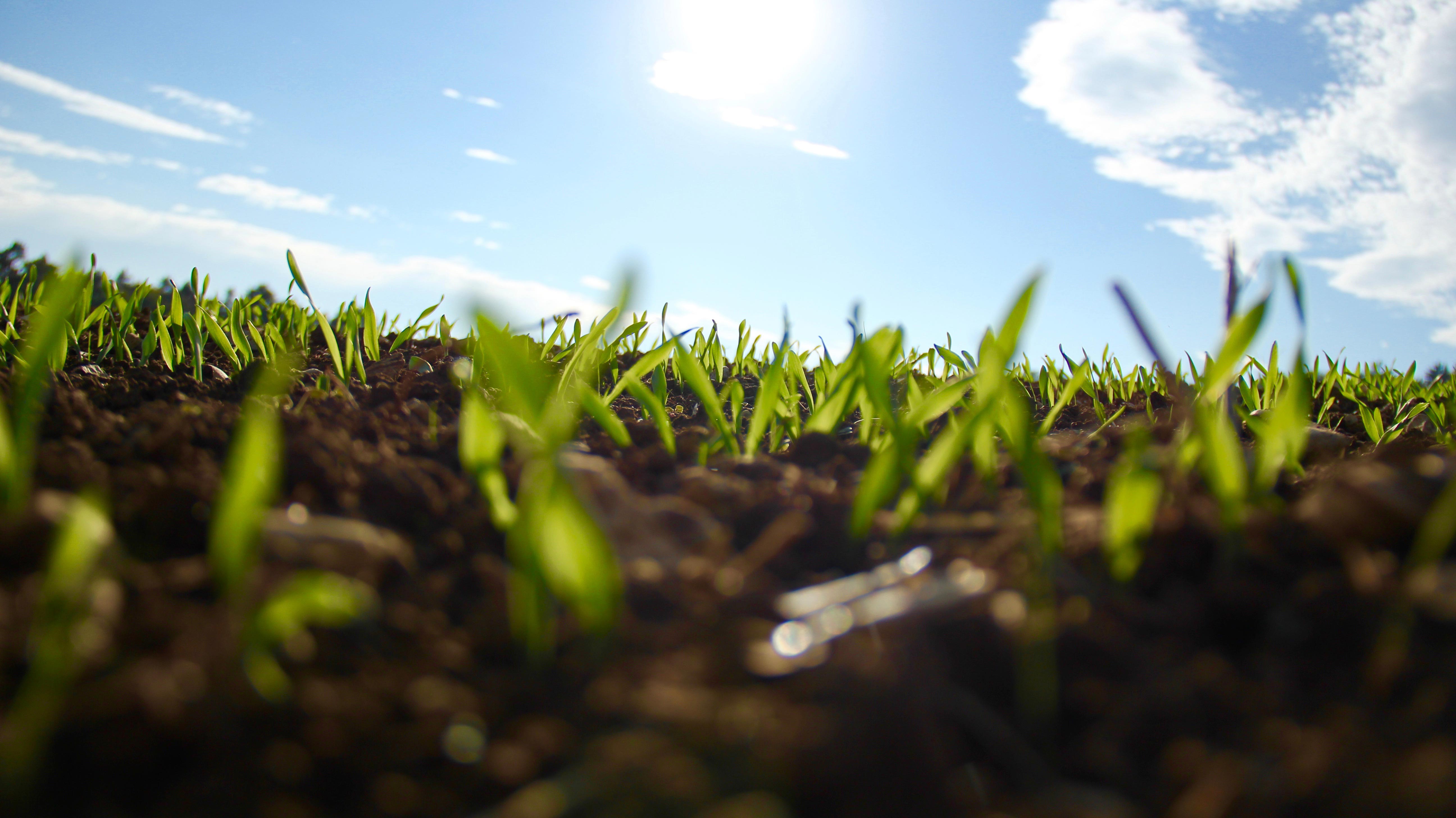 Plants sprouting from soil