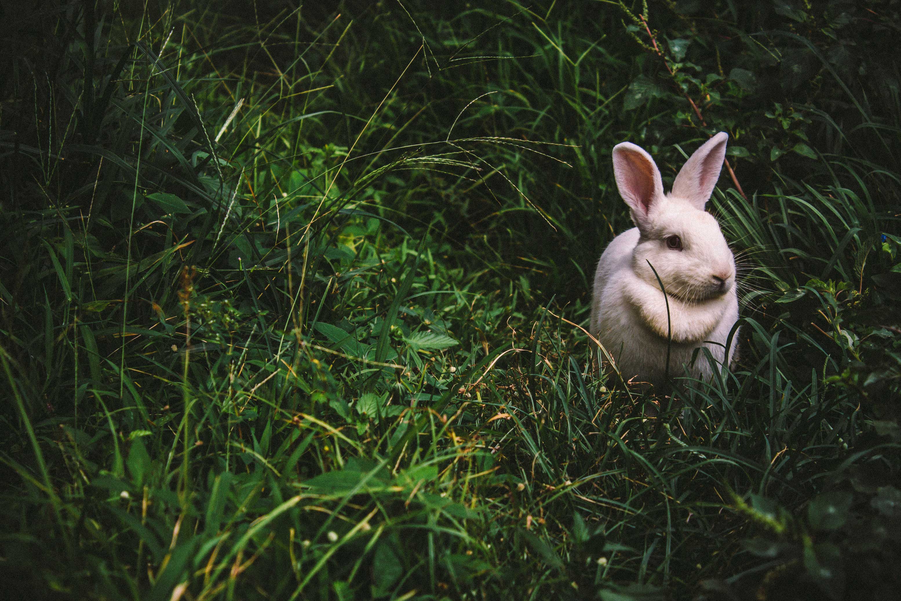 Rabbit in grass