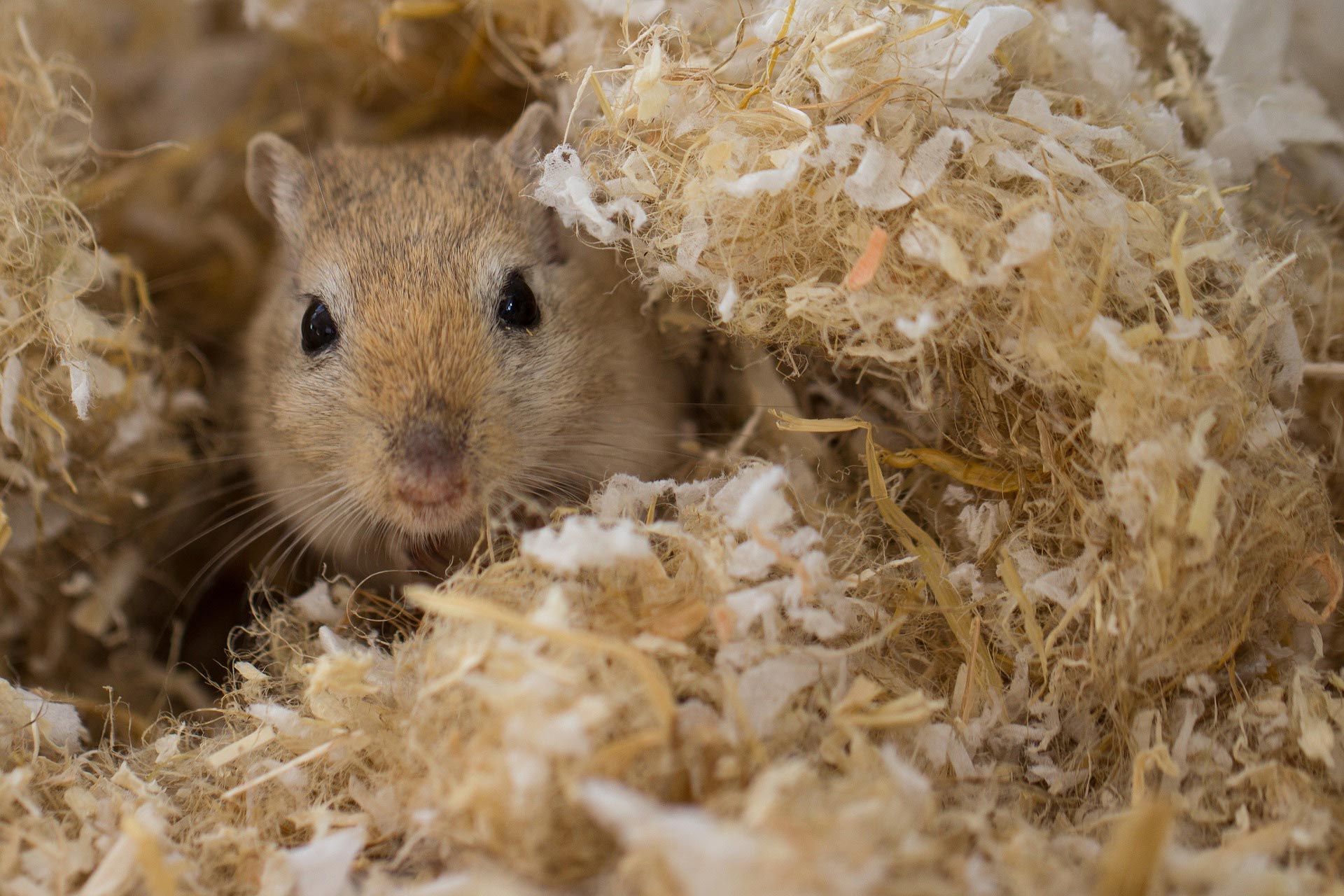Close up of small pet
