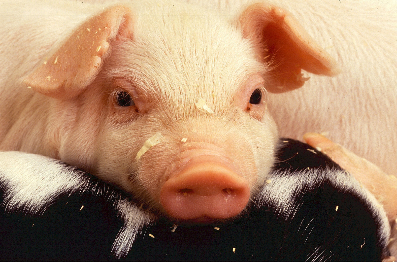 Pig with long eye lashes staring at the camera