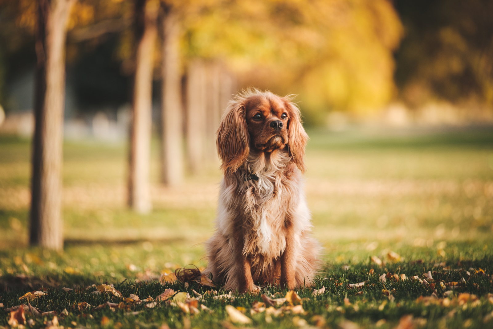 Beautiful dog sitting at attention