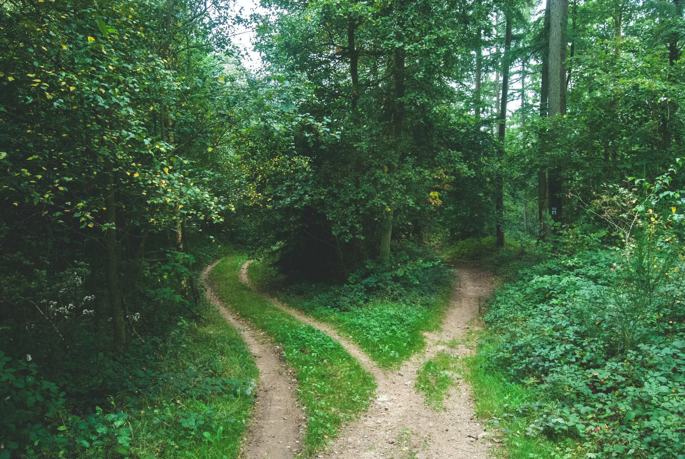 Wilderness path