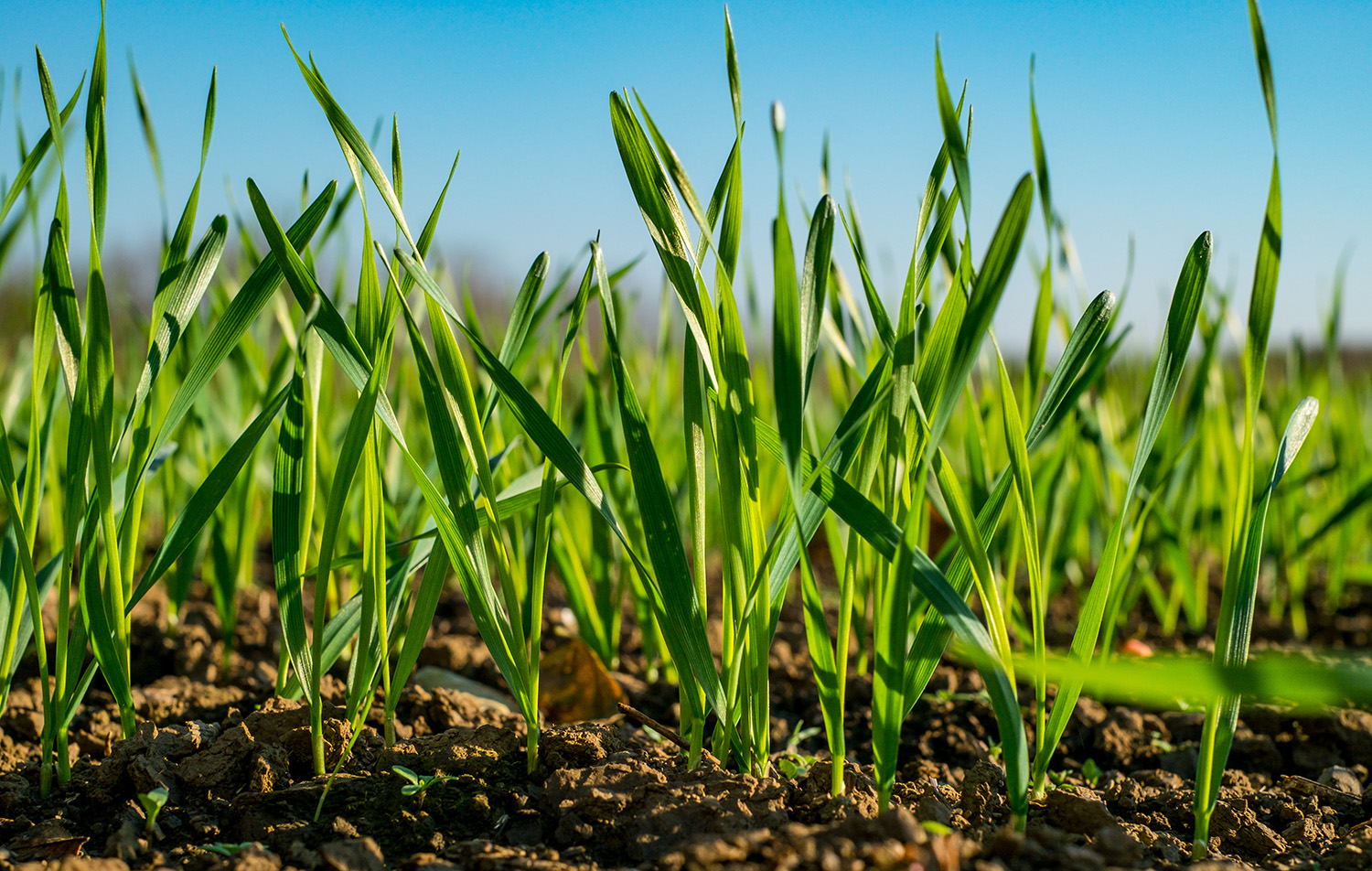 wheat seedlings in a field