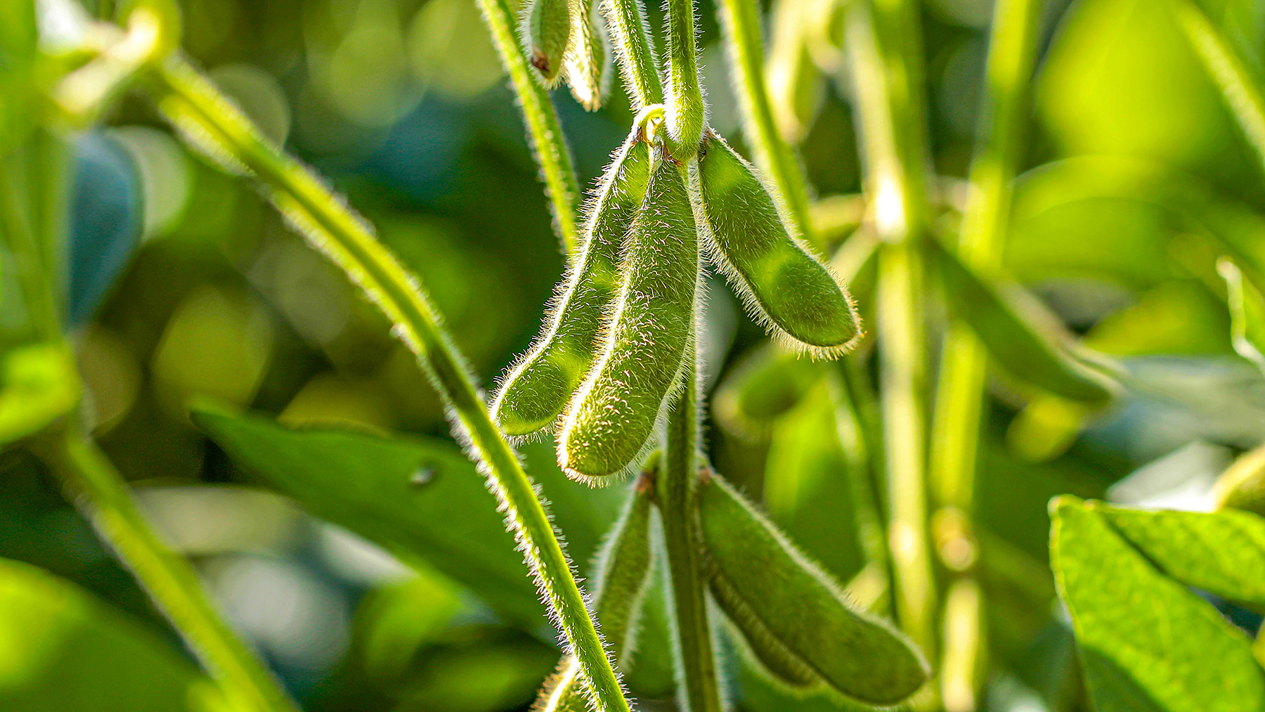 soybeans on plant