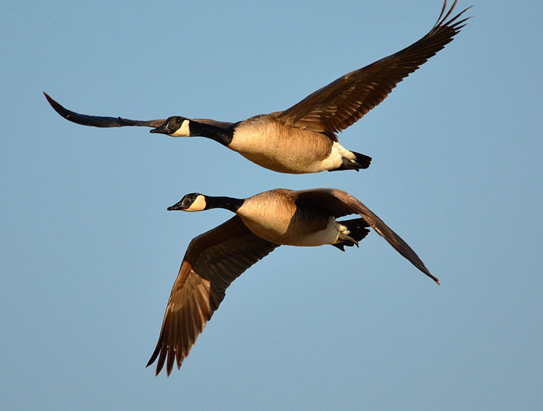 Geese flying