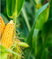 Corn