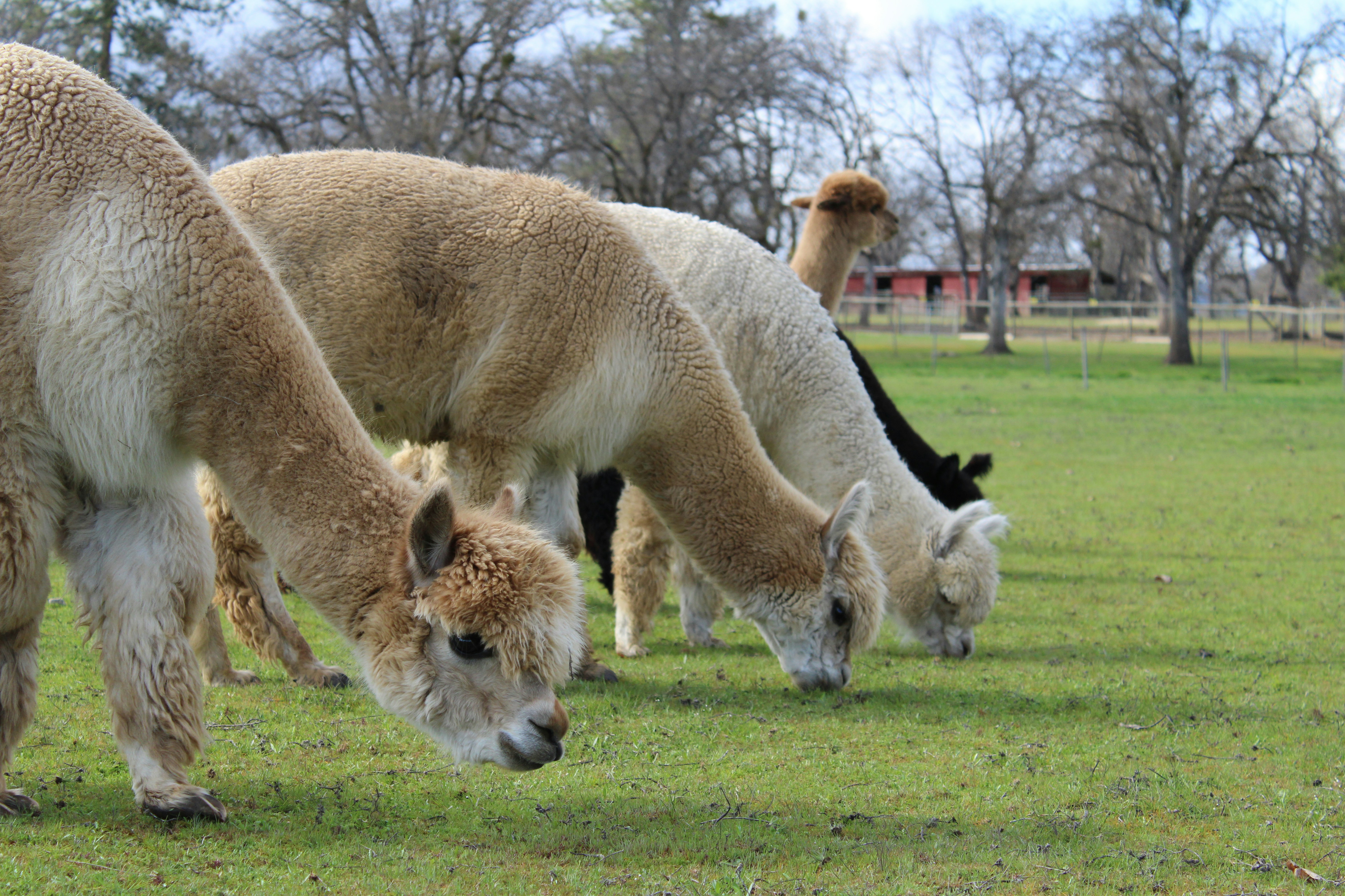 Llamas