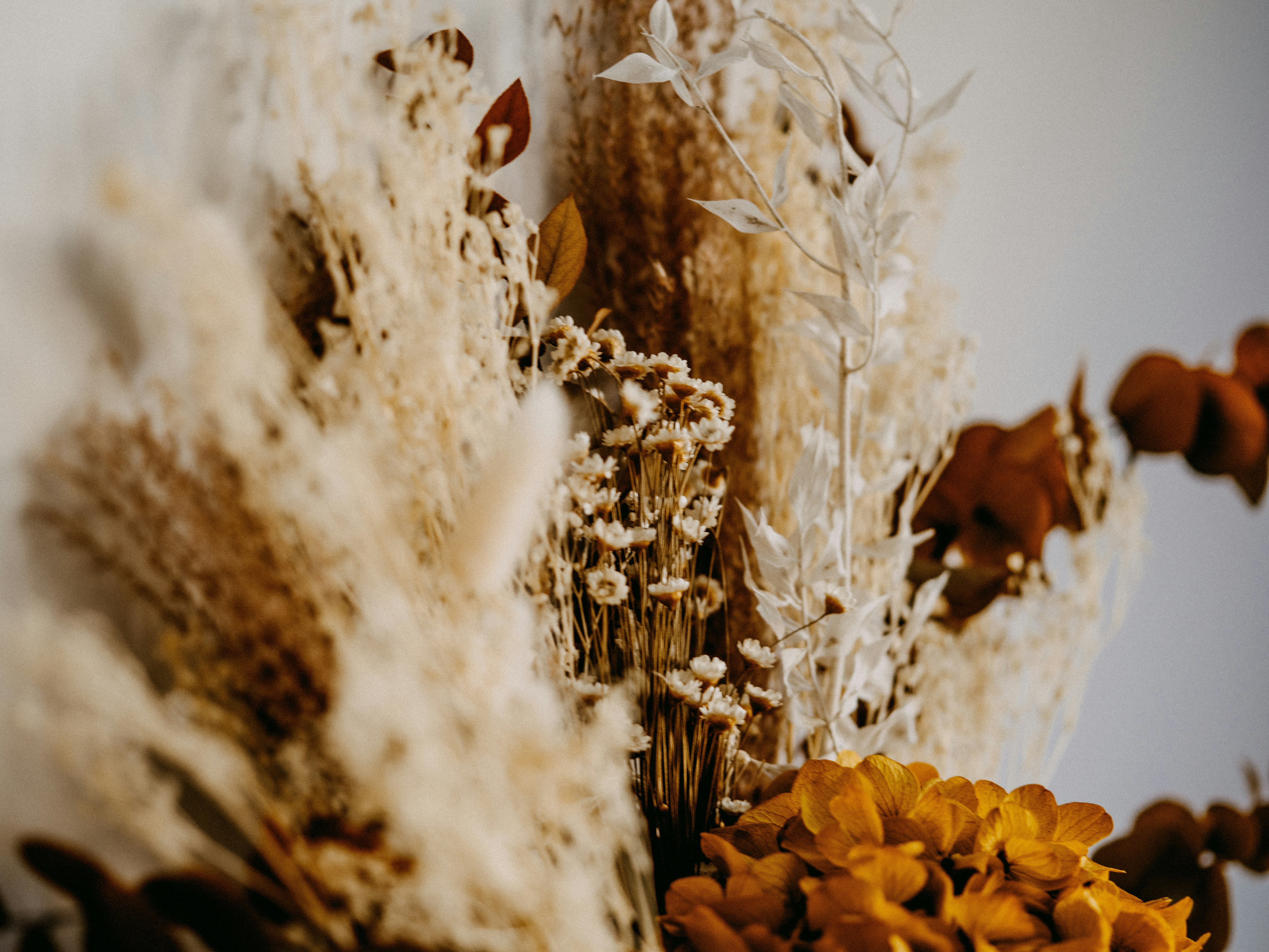 Dried Flowers