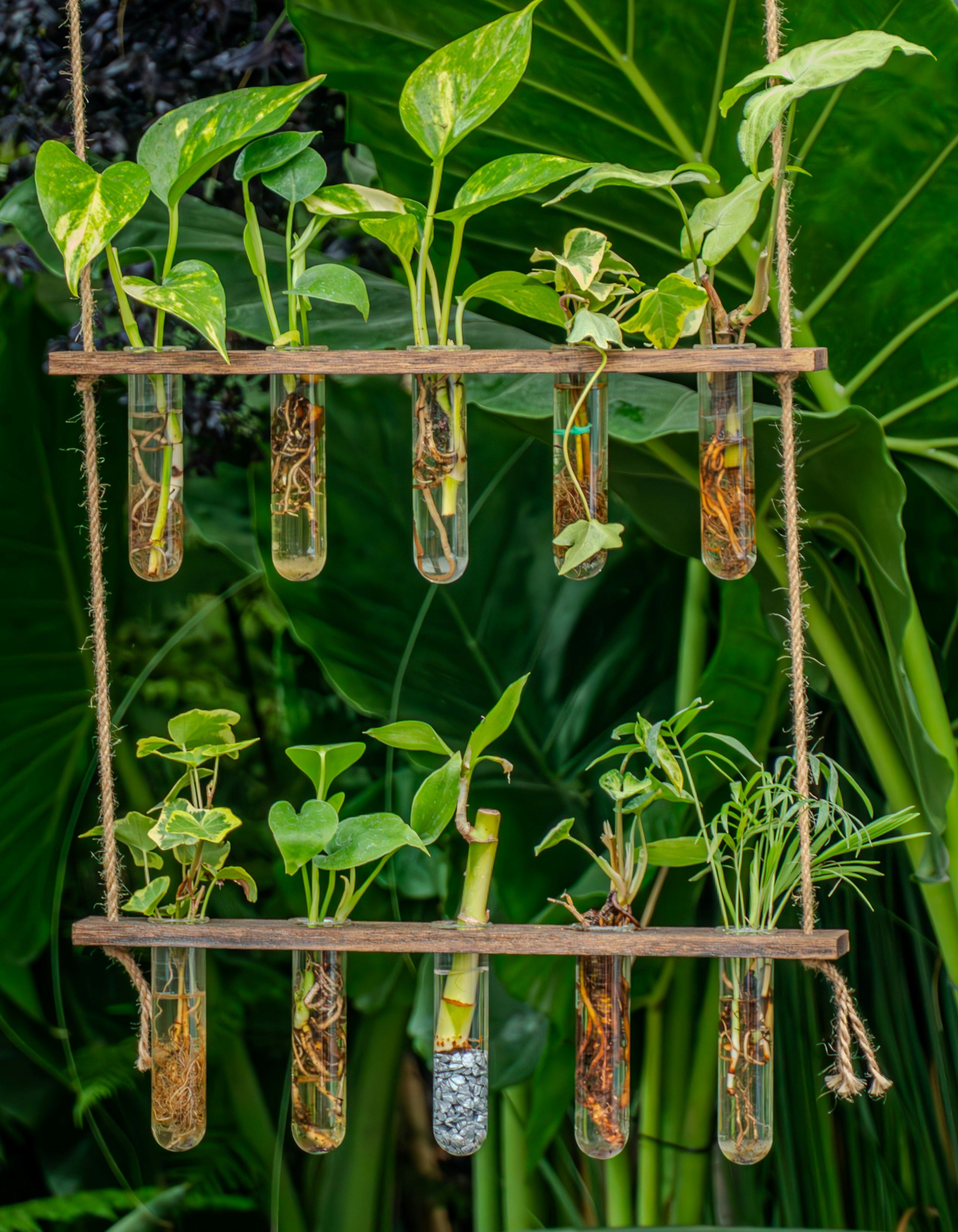 Plant Roots Propagating in Water