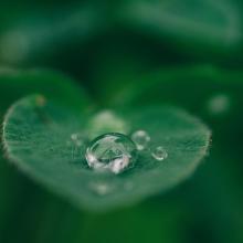 leaf with dew on it