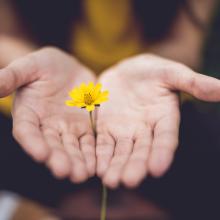 hands holding a small yellow flower