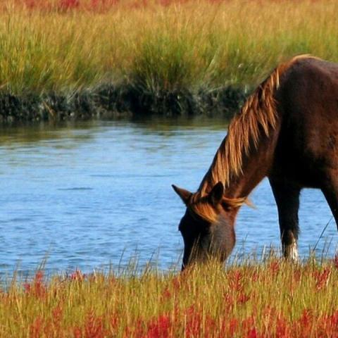 horse grazing near a river