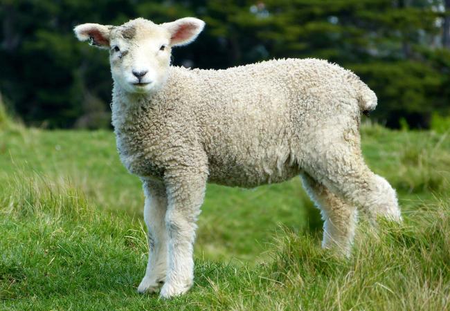 Baby sheep staring at the camera