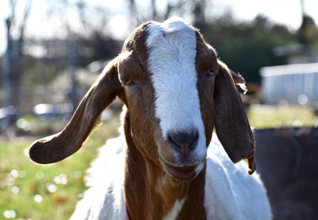 Close up of goat
