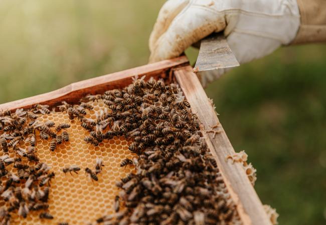 Beekeeper