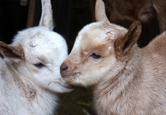 Dairy Goats