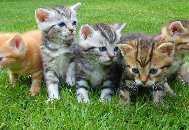Kittens project