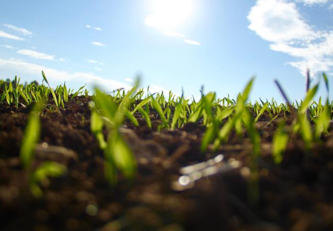 Plants sprouting from soil