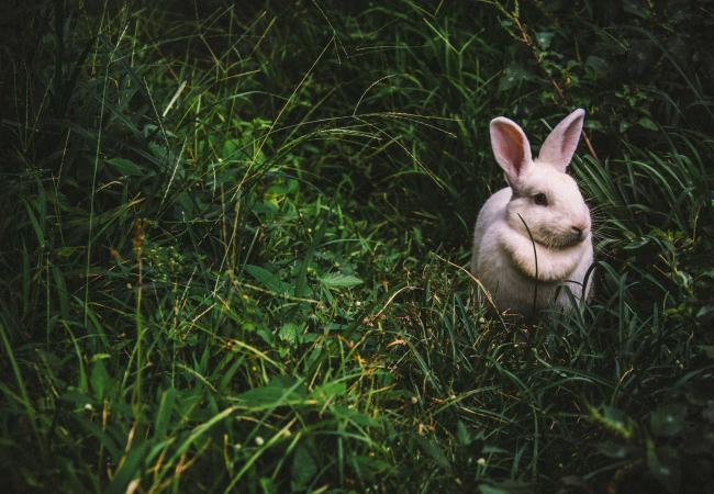 Rabbit in grass
