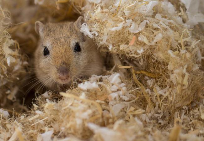 Close up of small pet