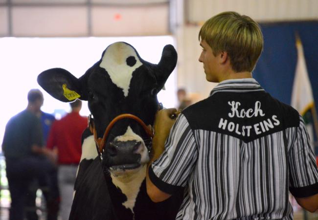 boy with dairy cow at livestock show