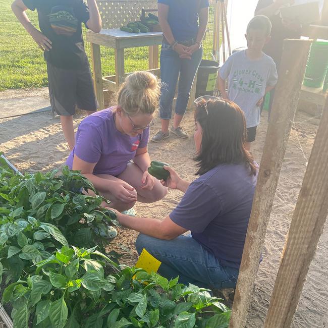 2 women picking green peppers in garden