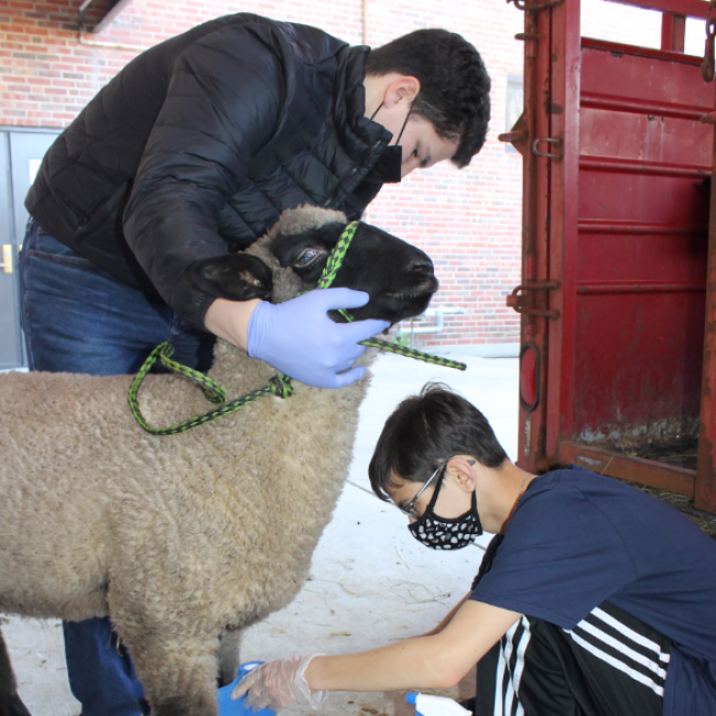 Man and boy taking care of a sheep