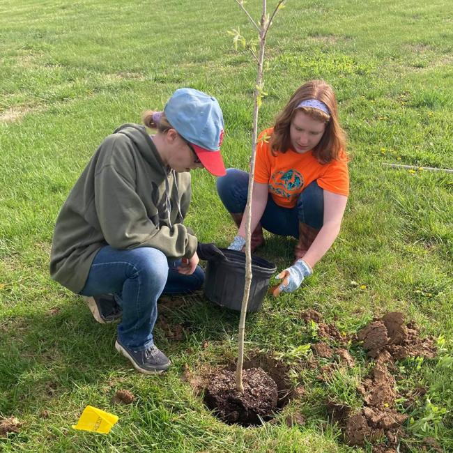 2 volunteers planting a tree