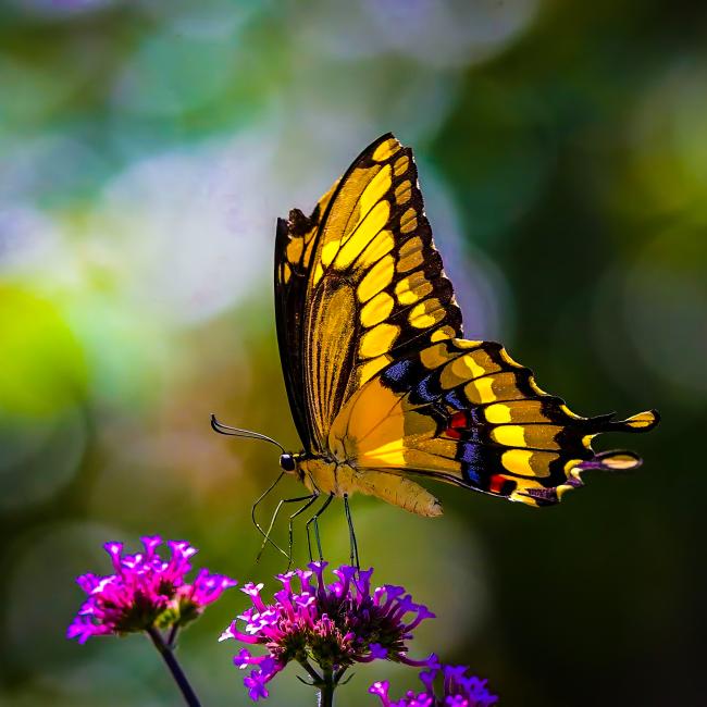 golden winged butterfly